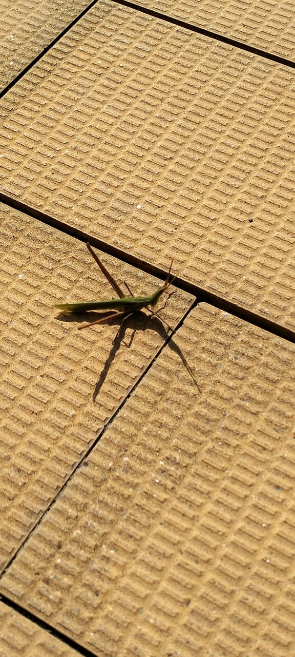 Гостиница Афродита Агой-85