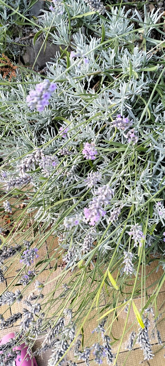 Гостиница Афродита Агой-74