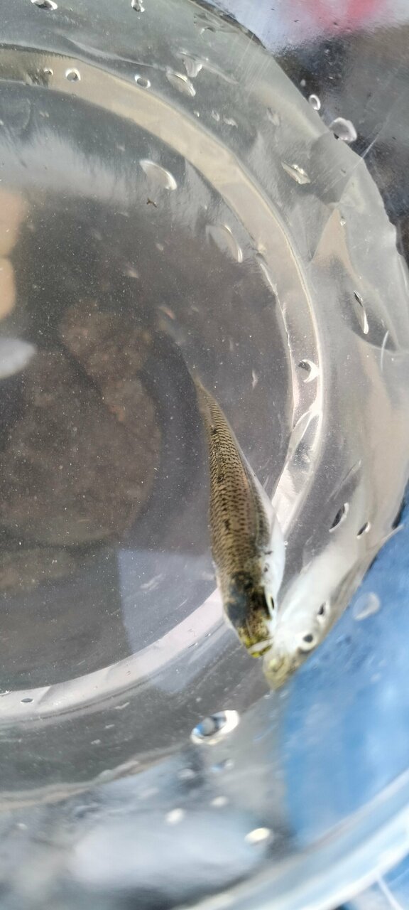 Гостиница Афродита Агой-93