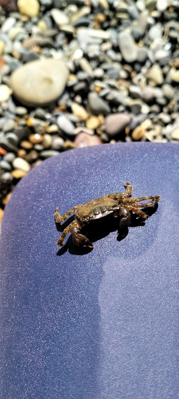 Гостиница Афродита Агой-96