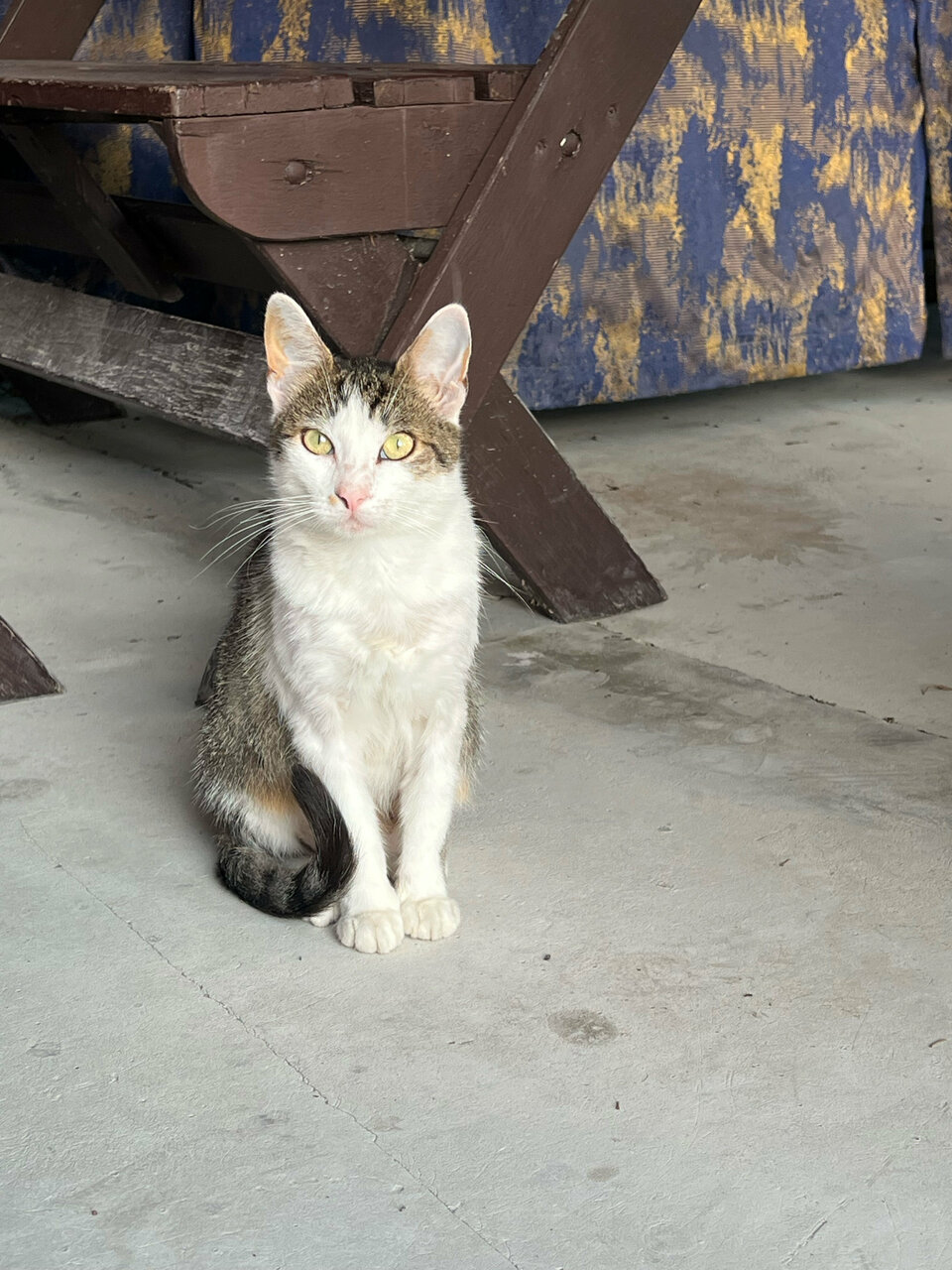 Гостиница Афродита Агой-79