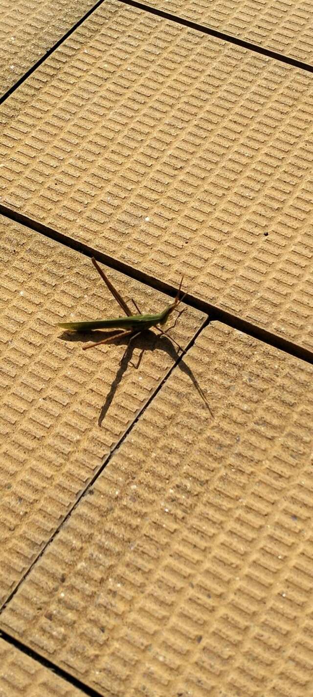 Гостиница Афродита Агой-84