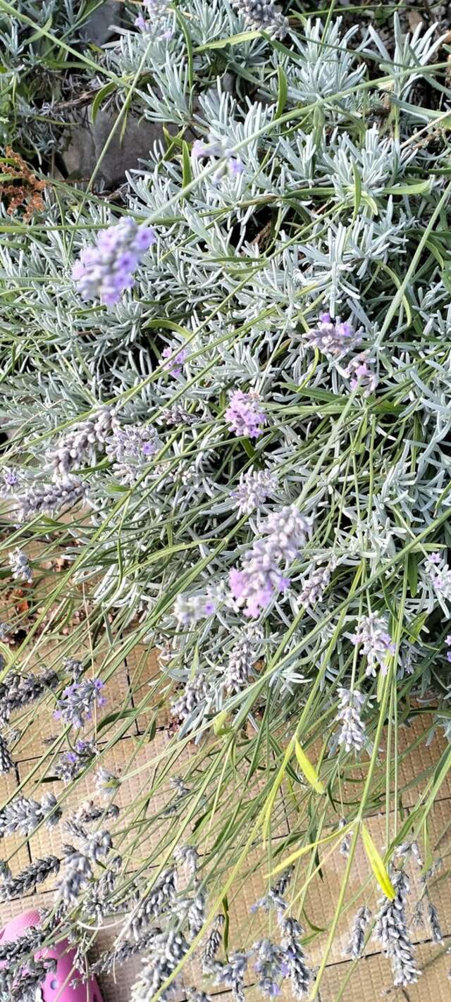 Гостиница Афродита Агой-73