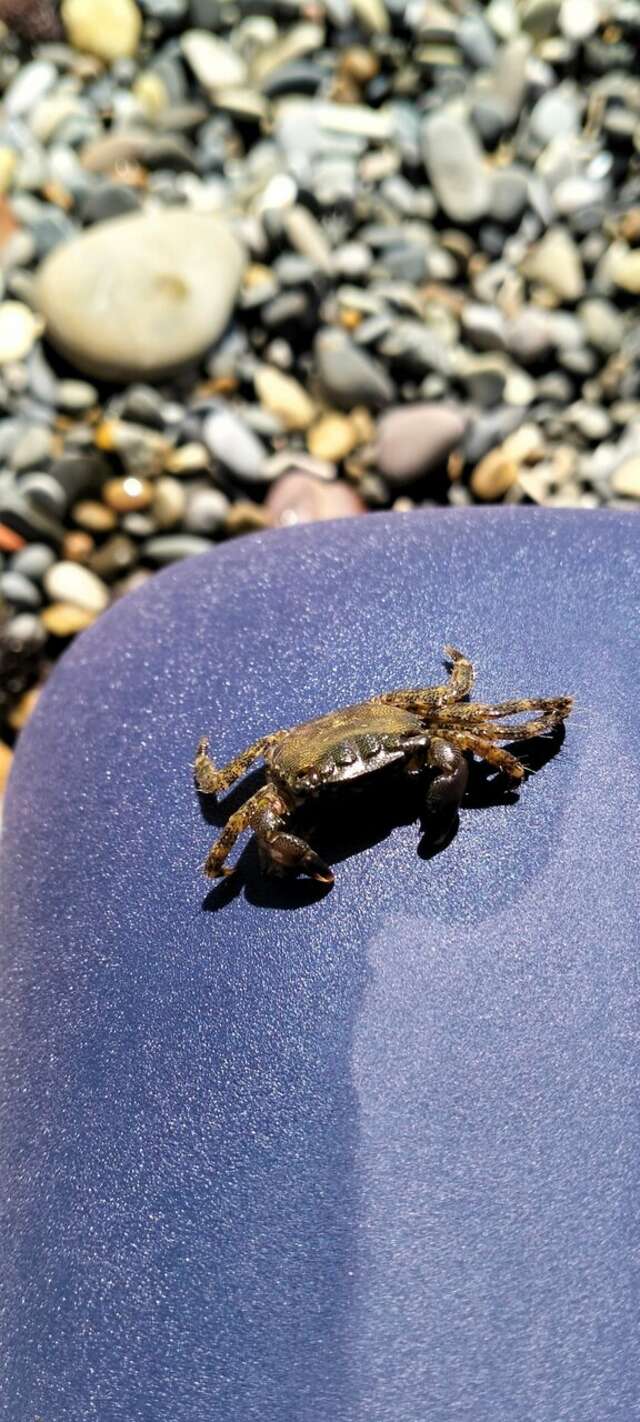 Гостиница Афродита Агой-95