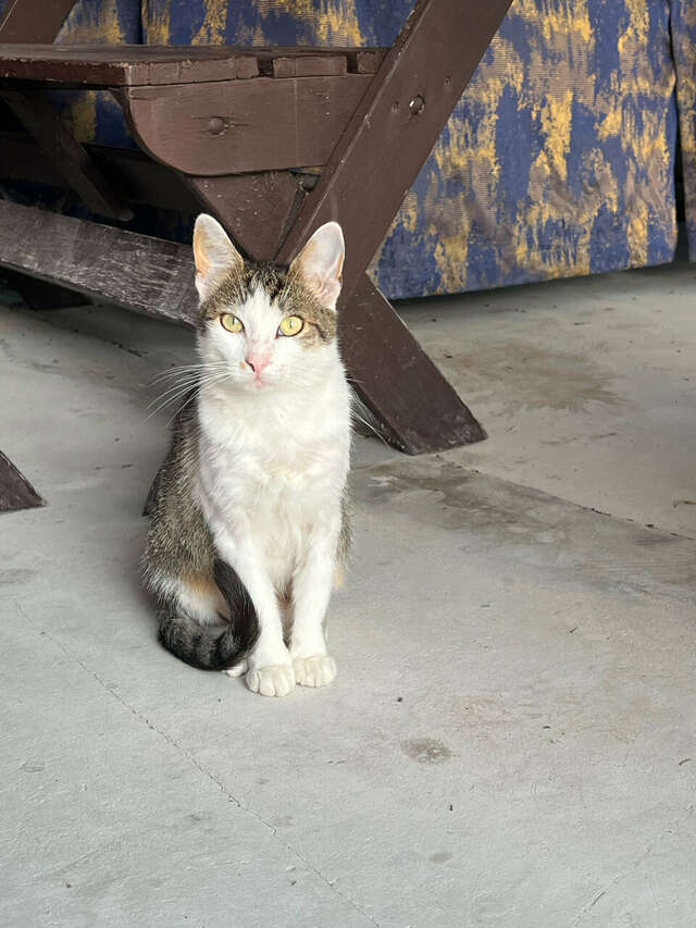 Гостиница Афродита Агой-78